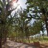 Sentiero tra alberi con il sole che filtra attraverso le foglie.