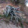 Pianta di agave su un pendio di terra, in un paesaggio con arbusti e alberi.