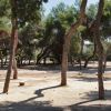 Bosco di alberi alti con terreno arido e ombre di rami per terra.