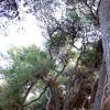 Bosco con alberi alti e tortuosi.