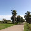 Viale con palme e cielo azzurro.