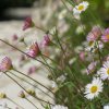 Fiori simili a margherite con petali bianchi e rosa.
